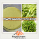 Hot sale matcha green tea extract/Camellia Sinensis O. Ktze. extract/Lv Cha green tea extract Polyphenols