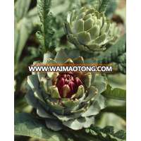 Artichoke Extract/Cynara scolymus L. Cynarin 5%