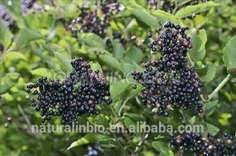 100% Natural Elderberry Extract , Black Elderberry Extract powder