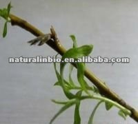 100% Natural White Willow Bark Extract Salicin