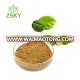 GMP Factory supply Pure Green Coffee Bean Extract Powder